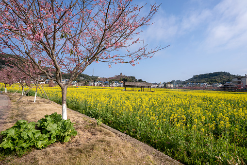 Canola flower fields and cherry blossoms on sunny days