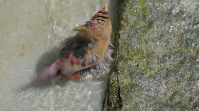bird takes bath in stream