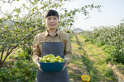 An Asian woman picks dates on her farm