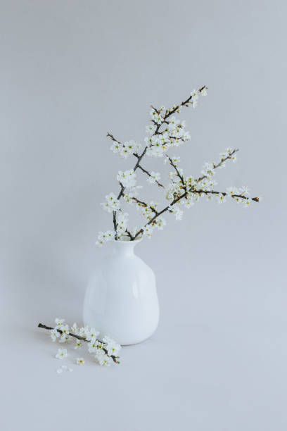 istock Beautiful blossom branches in a white vase on a grey background. 1475295097