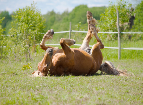 horse rolling in a paddock
