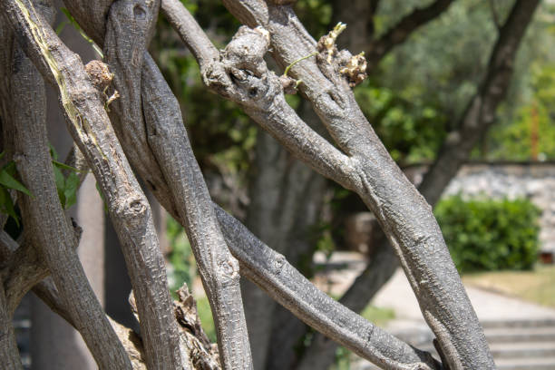 istock Branches beautifully intertwined in a bizarre pattern on the ancient columns of the building. 1475298089