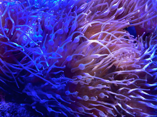 istock Colony of bubble tip anemones with natural light. 1475298225