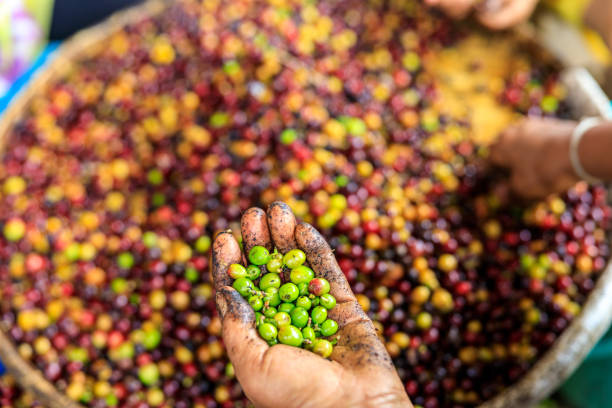 istock close-up and selective focus green coffee beans in farmers hand 1475298253