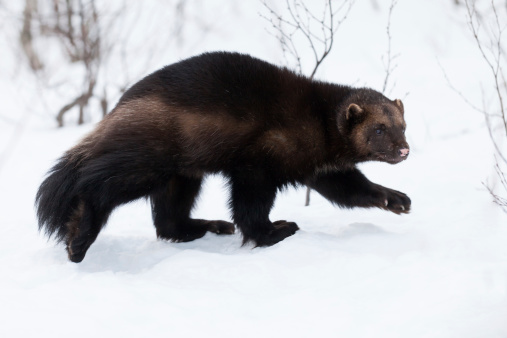 A high resolution image of a wolverine in the snow