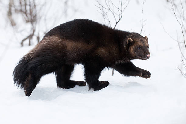 Wolverine In The Snow Stock Photo - Download Image Now - Wolverine - Weasel Family, Winter, Snow - iStock Wolverine In The Snow Stock Photo - Download Image Now - Wolverine - Weasel Family, Winter, Snow - iStock