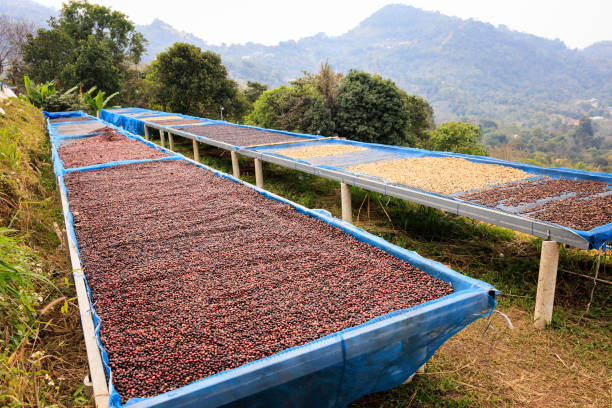 istock selective focus, raw coffee beans, coffee drying process on shelf natural sunlight plantation at factory community north of Chiang Rai Thailand, 1475298457