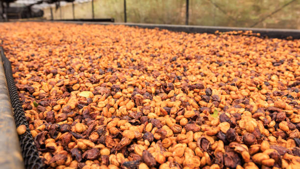 istock close up selective focus, good quality coffee beans, coffee drying honey process on shelf natural sunlight at coffee plant. factory community north of Chiang Rai Thailand 1475298509