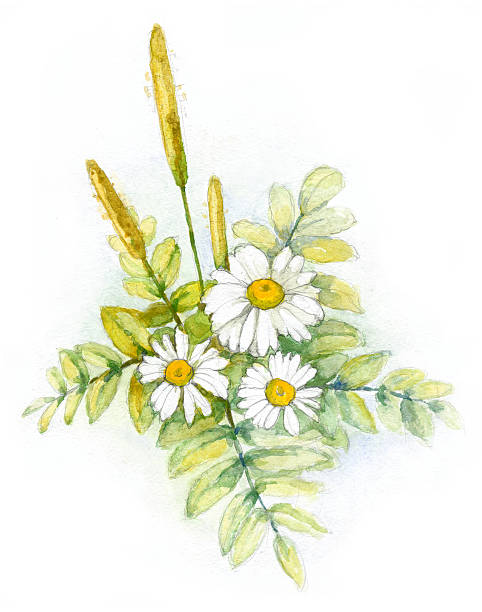 Watercolor chamomile vector art illustration