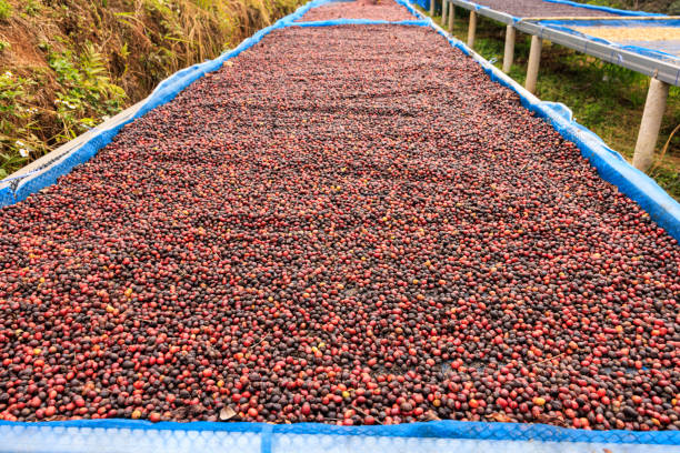 selective focus, raw coffee beans, coffee drying process on shelf natural sunlight plantation at factory community north of Chiang Rai Thailand,