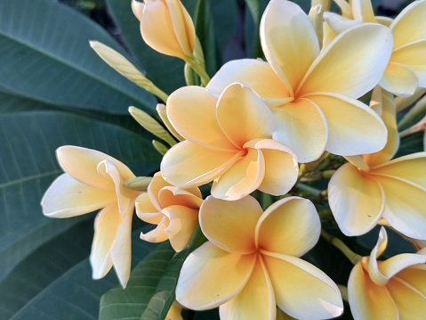 Yellow cambodia or Plumeria obtusa, which are beautifully clustered