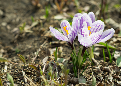 Crocuses. Close-up. For background and advertising 7