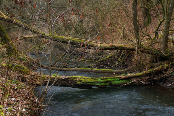 istock Fallen tree in the middle of the river 1475301394