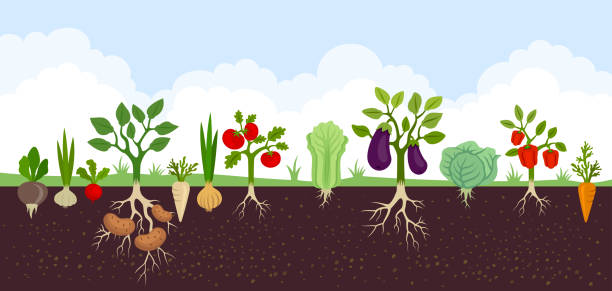 ilustraciones, imágenes clip art, dibujos animados e iconos de stock de jardín con verduras. banner. alimentos orgánicos y saludables. póster con vegetales de raíz. - raw potato isolated vegetable white background