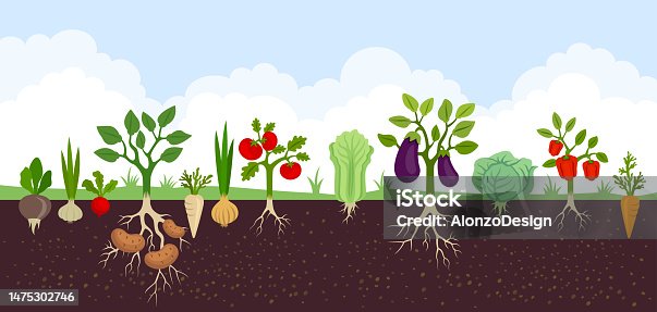 istock Garden with Vegetables. Vegetable garden banner. Organic and healthy food. Poster with root veggies. 1475302746