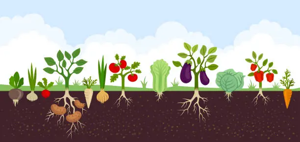 Vector illustration of Garden with Vegetables. Vegetable garden banner. Organic and healthy food. Poster with root veggies.