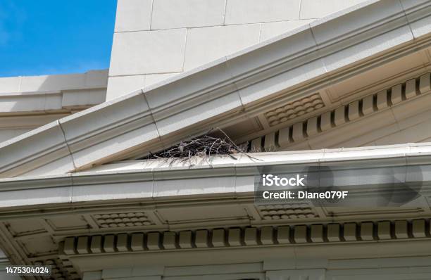 Bird Nest Hidden High In A Building Eve Stock Photo - Download Image Now - Bird's Nest, Concrete, Abstract