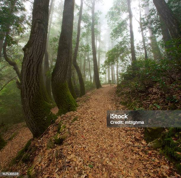 Foto de Caminhada Na Floresta e mais fotos de stock de Aventura - Aventura, Beleza, Beleza natural - Natureza