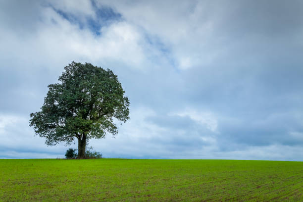 Single tree in wheat field at dramatic dawn sky  with clouds