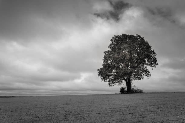 istock Single tree in wheat field and dramatic sky at dawn 1475306402