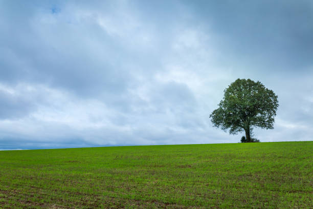 Single tree in wheat field at dramatic dawn sky  with clouds