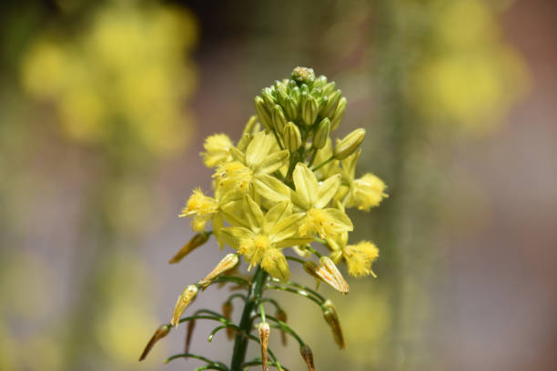 istock Budding and Blooming Yellow Flower Blossom in a Garden 1475306826