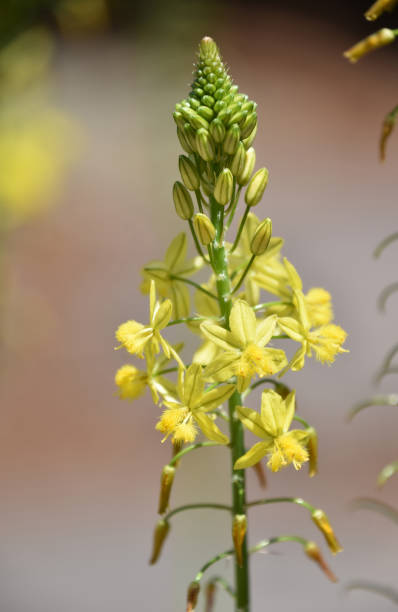 istock Yellow Flower with Buds and Blooming in Garden 1475306834