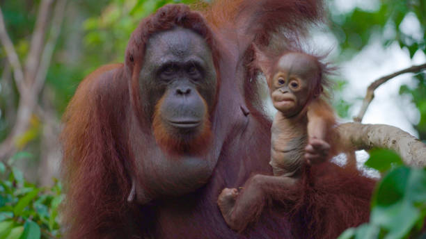 die orang-utan-mutter und ihr junges - orangutan ape endangered species zoo stock-fotos und bilder