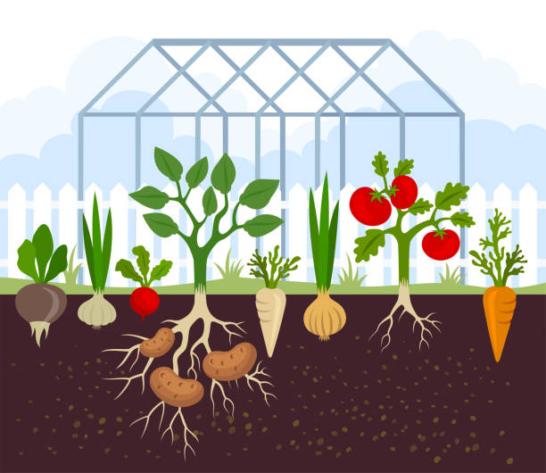 ilustraciones, imágenes clip art, dibujos animados e iconos de stock de alimentos orgánicos y saludables. cultivo de hortalizas.  invernadero. - radish vegetable farmers market gardening