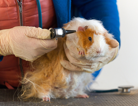 Hand of female veterinarian examining ear of guinea pig with otoscope