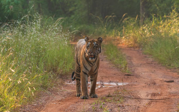 istock The Royal Bengal Tiger - I 1475309874