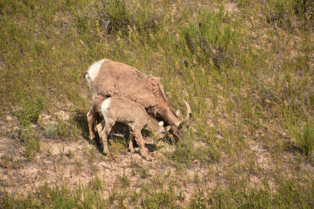 Grazing Family of Big Horn Sheep in Scrub Grass stock photo