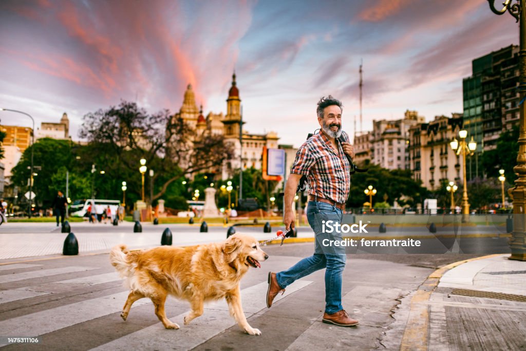 Mature man walking golden retriever in the city Mature man walking golden retriever in the city at sunset Mature Men Stock Photo