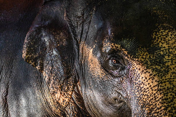 asian elephant, asiatic elephant, (elephas maximus), éléphant d'asie, thailand. - animaux en captivité photos et images de collection