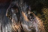 istock Asian elephant, Asiatic elephant, (Elephas maximus), Éléphant d'Asie, Thailand. 1475311132