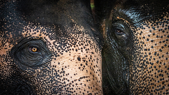 Asian elephants are an attraction in various public parks in Thailand.