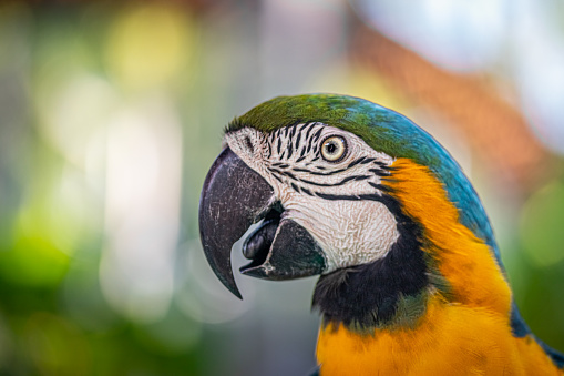 Close-up of a beautiful Blue Macaw.
