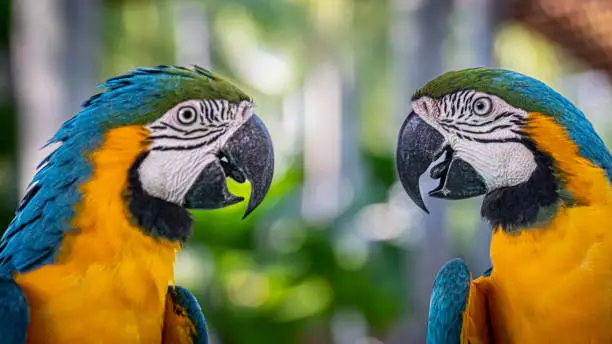 Photo of Blue-and-yellow macaws (Ara ararauna), Blue-and-gold macaws, Aras bleu, Aras bleu et jaune.
