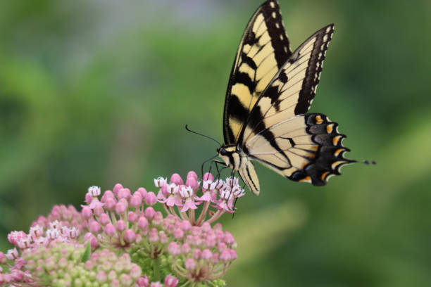 istock Beauty in Nature 1475311810