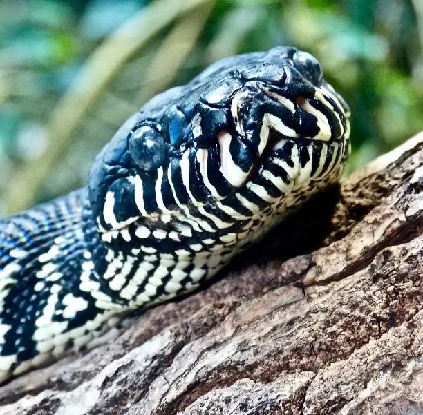 Photo of Snake slithering on a log