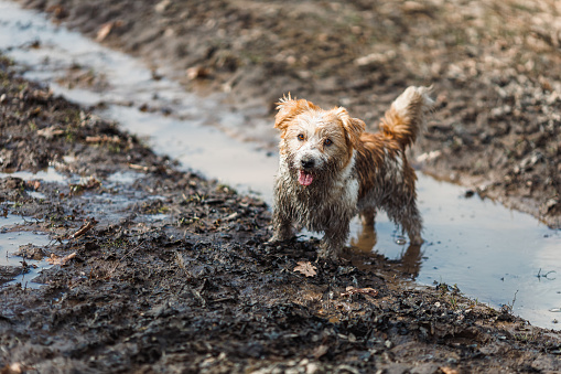 Dog in a puddle. A dirty Jack Russell Terrier puppy stands in the mud on the road. Wet ground after spring rain.