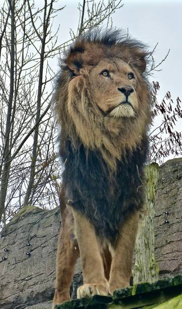 istock Male lion on guard 1475312207