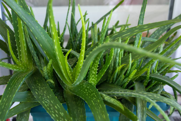 istock Aloe Vera plant 1475313798