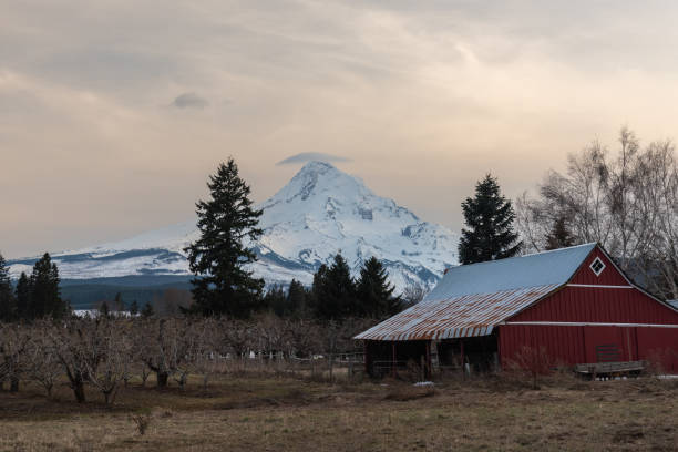 Mt Hood over red barn, Oregon Mt Hood over old red barn and orchards, Parkdale Oregon oregon barn farm mt hood stock pictures, royalty-free photos & images