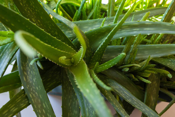 istock Aloe Vera plant 1475314037