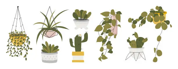 Vector illustration of Collection of decorative houseplants isolated on white background. Bundle of trendy plants growing in pots or planters. Set of beautiful natural home decorations. Flat colorful vector illustration.