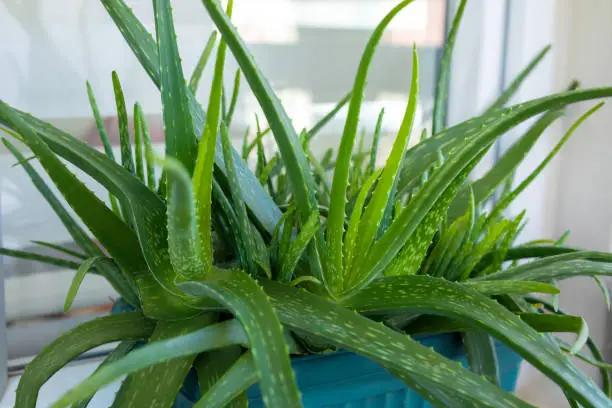 Photo of Aloe Vera plant