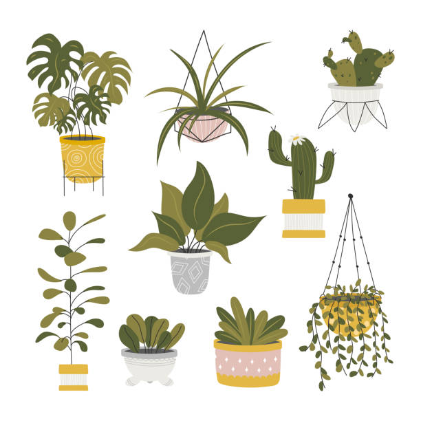 ilustrações, clipart, desenhos animados e ícones de coleção de houseplants decorativos isolados no fundo branco. pacote de plantas na moda que crescem nos potenciômetros ou nos plantadores. jogo de decorações home naturais bonitas. ilustração colorida lisa do vetor. - fern flower pot plant decorative urn