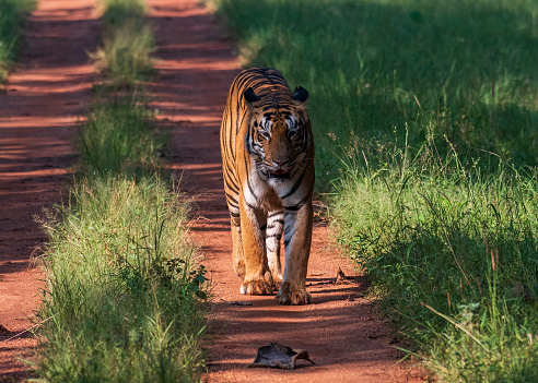 The tigress on a morning walk in her territory in the Tadoba-Andhari Tiger Reserve (also Tadoba-Andhari National Park), Maharashtra, India