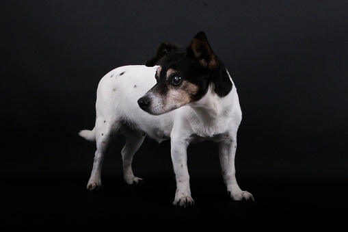 beautiful small old jack russell terrier is standing in the dark studio